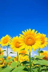 Schilderijen op glas  field of sunflowers against blue sky © mutai