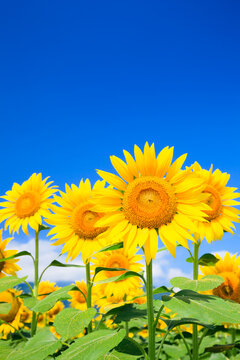  Field Of Sunflowers Against Blue Sky