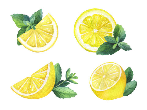 Watercolor hand painted set of slice lemon with green leaves of mint. Isolated white background. Clipart illustration for design cooking menu, poster, label, presentation.