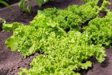 Green organic lettuce leaves in a vegetable garden