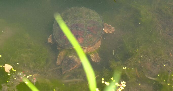 colorful snapping turtle snaps to eat something in clearwater pond
