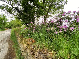 A country lane, with wild flowers and dry stone walls, Lothersdale, Keighley, UK
