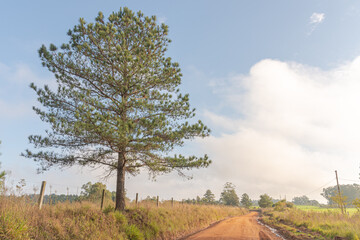 American pine tree (Pinus elliottii) on the side of the dirt road