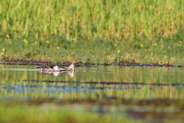 wild duck in the wild
