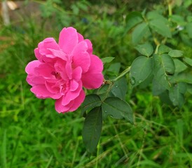 pink rose bush in garden