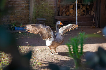 
goose flapping its wings illuminated by the sun