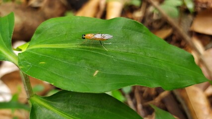 bug on a leaf