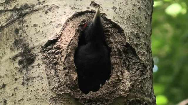 il giovane picchio nero