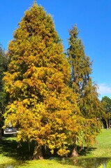 Fall color cypress tree