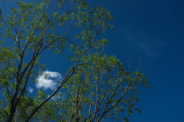 green summer trees with a blue sky