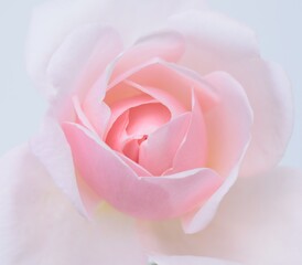 ピンクの薔薇の花びら、白背景