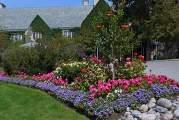 Garden with prolific display of summer flowers in front of an ivy covered building