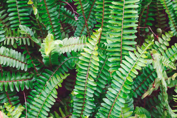 Fern bush background.