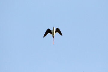 bird in the sky