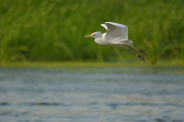 Indian pond heron