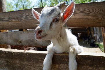 The muzzle of a curious goat. Pet, close-up. Goat near the fence.