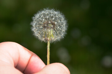 Fototapeta premium A man holds a white, fluffy dandelion in his hand.