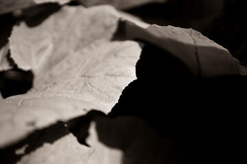 dinosaur food , gunnera