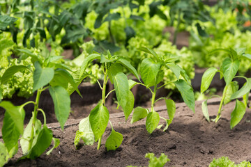 A small greenhouse with pepper and lettuce
