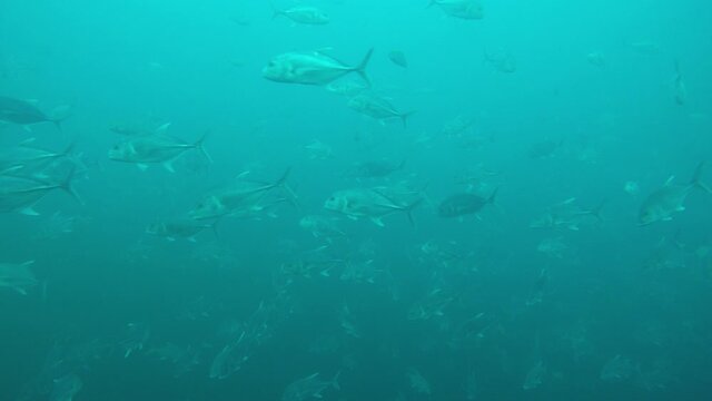 Fish in sea: School Bigeye Trevallies (Jackfish) at Richelieu Rock in Thailand 