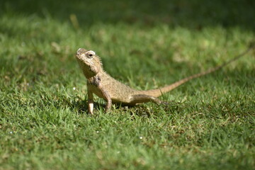 prairie dog on grass