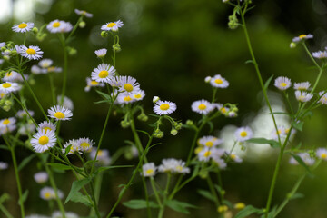 緑色を背景に撮影した白いハルジオン