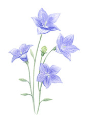 桔梗の水彩イラスト
