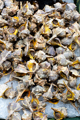 Display of Bolinus brandaris, known as the purple dye murex or spiny dye-murex, a species of medium sized predatory sea snail, an edible marine gastropod mollusc for sale at a market Barcelona.