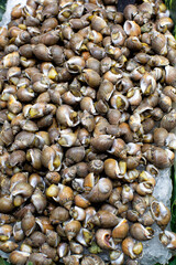 Display of small edible snails in the shell for sale