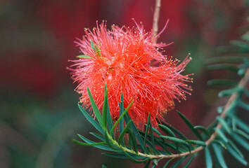 red and yellow flower