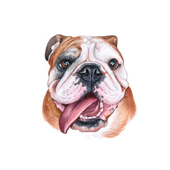 Watercolor illustration of a funny dog. Hand made character. Portrait cute dog isolated on white background. Watercolor hand-drawn illustration. Popular breed dog. English Bulldog