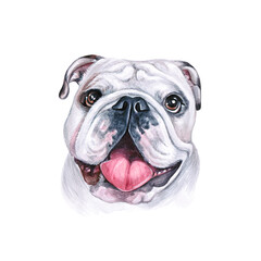 Watercolor illustration of a funny dog. Hand made character. Portrait cute dog isolated on white background. Watercolor hand-drawn illustration. Popular breed dog. English Bulldog
