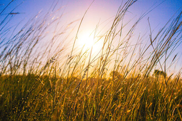 Fototapeta premium Wheat grass in the sun
