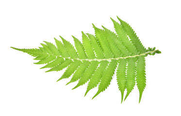 Top  view of fern isolated on white background