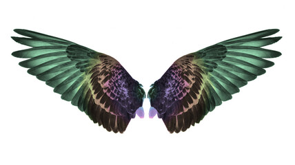 Fototapeta premium Wing on white background