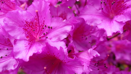 pink purple flowers background texture or wallpaper