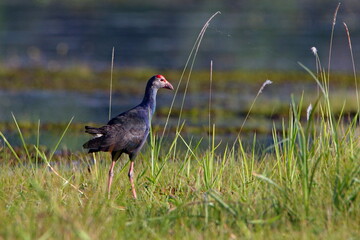 Swamp hen in the grass