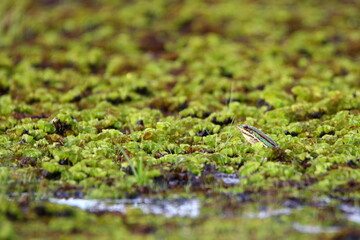 Frog on moss