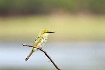 Obraz premium Bee eater on perch