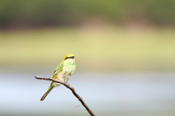 Bee eater on perch