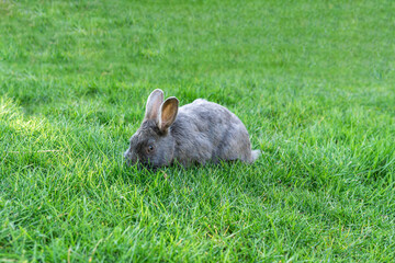 Cute adorable gray fluffy rabbit or bunny plucks green grass on the lawn in the park.
