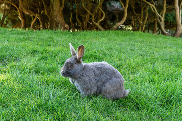 Cute adorable gray fluffy rabbit or bunny plucks green grass on the lawn in the park.