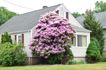 PEONY FLOWERS in front of a residential house