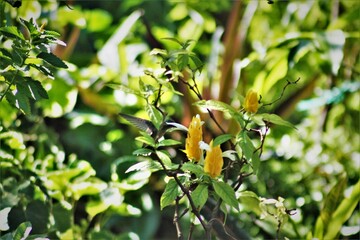 colibri entre las ramas  © PRODUCCIONES ALI G.