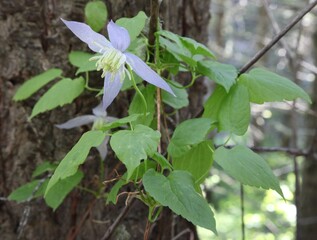 Blue Clematis (Clematis occidentalis) purple wildflower in Big Belt Mountains, Montana
