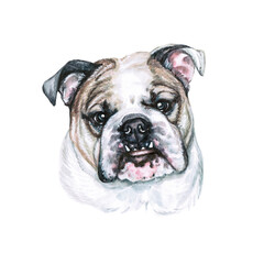Watercolor illustration of a funny dog. Hand made character. Portrait cute dog isolated on white background. Watercolor hand-drawn illustration. Popular breed dog. English Bulldog