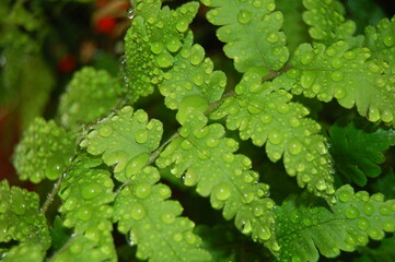 close up of green leaves