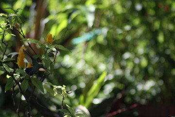 colibri entre las ramas  © PRODUCCIONES ALI G.