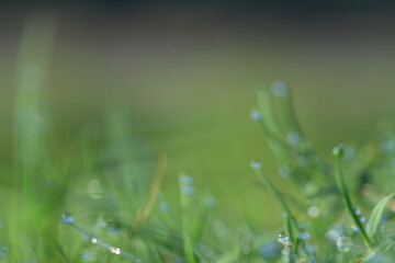 morning dew on grass