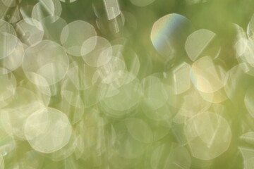 spring flowers background